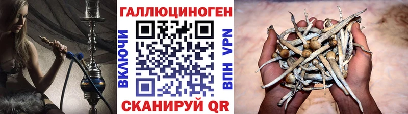 Галлюциногенные грибы Psilocybine cubensis  Ивдель 